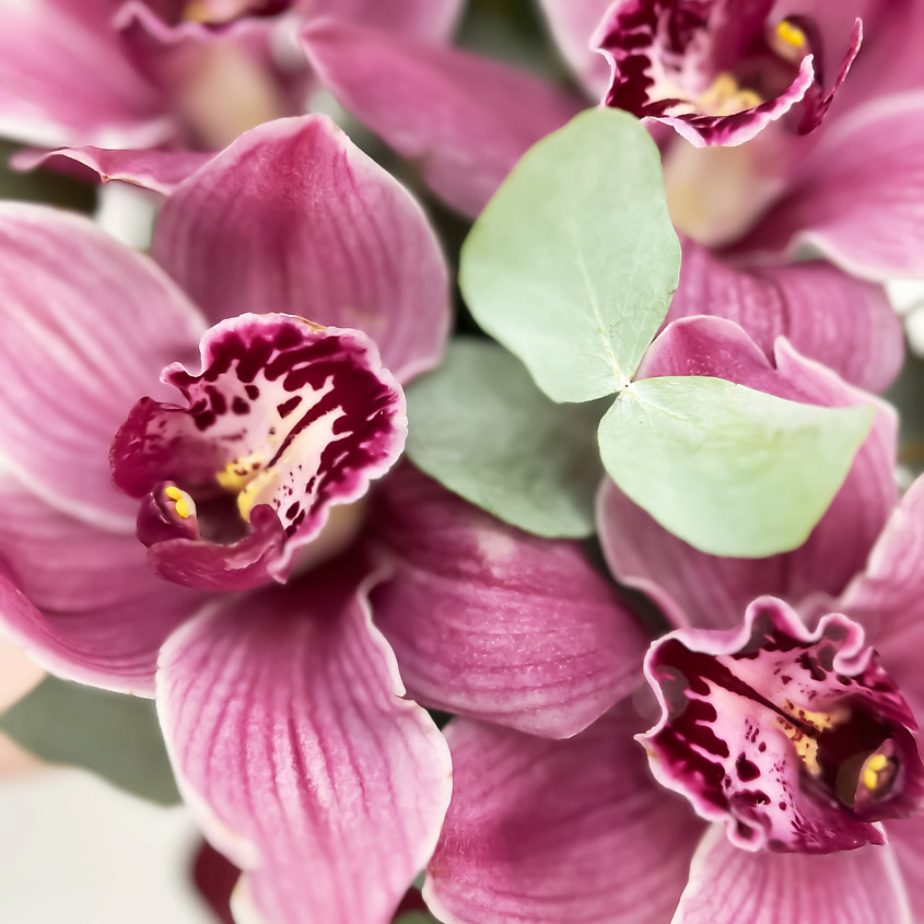 ЛЭТУАЛЬ FLOWERS Орхидеи с эвкалиптом в шляпной коробке Ягодный мусс / букет из орхидей – фото 6