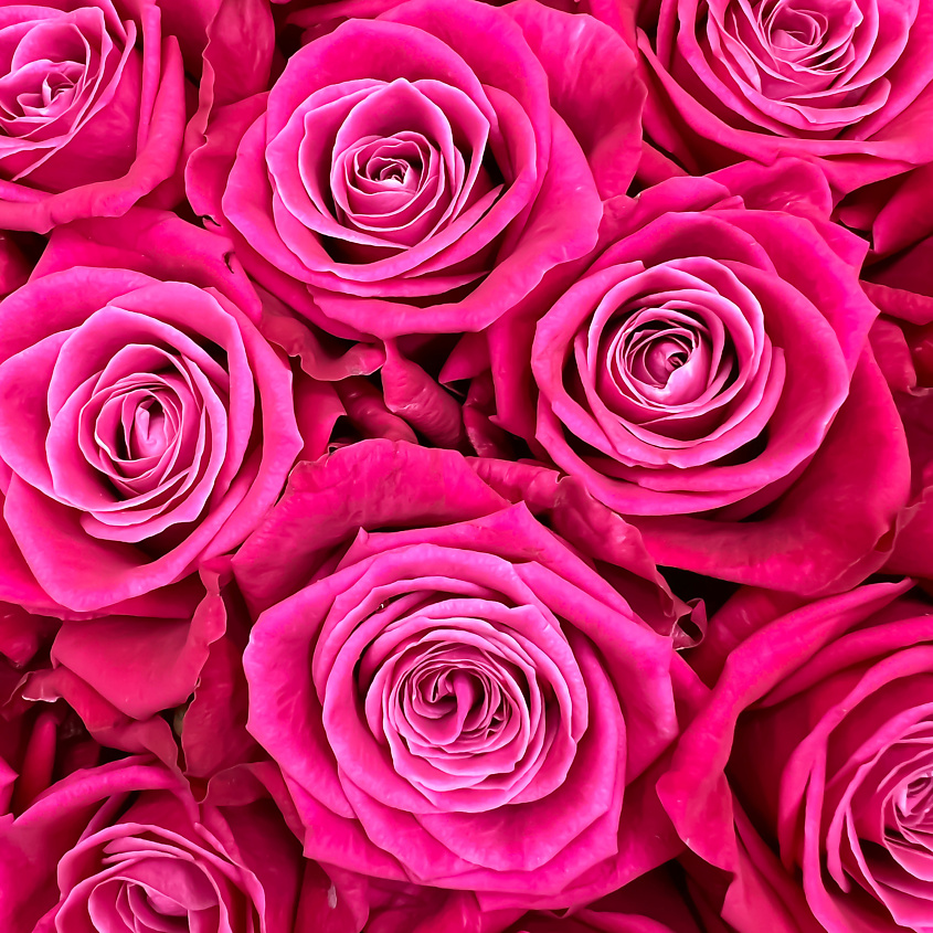 ЛЭТУАЛЬ FLOWERS Букет из розовых роз 19 шт / букет роз/ красивый букет – фото 5