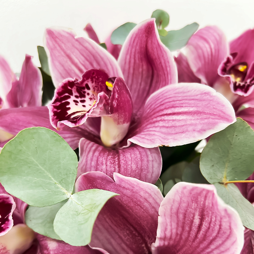 ЛЭТУАЛЬ FLOWERS Орхидеи с эвкалиптом в шляпной коробке Ягодный мусс / букет из орхидей – фото 2