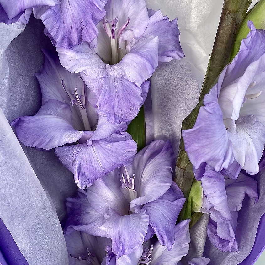 ЛЭТУАЛЬ FLOWERS Букет из гладиолусов 3 шт. – фото 3