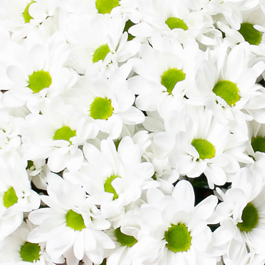 ЛЭТУАЛЬ FLOWERS Букет из кустовой хризантемы "Ромашковое поле" 9 шт. – фото 2