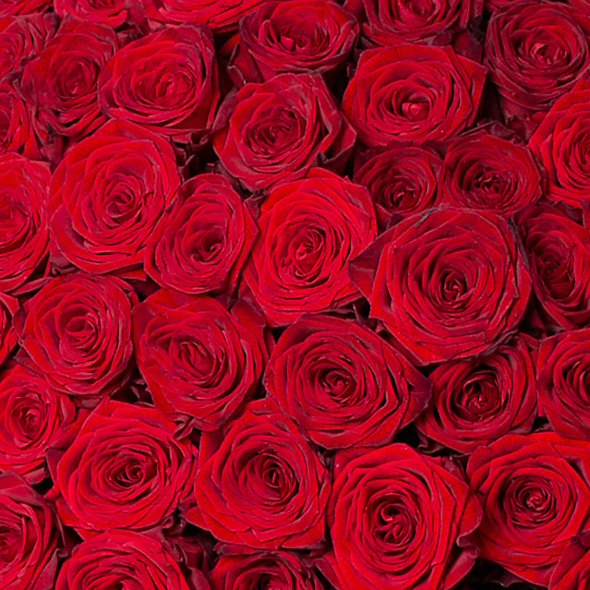ЛЭТУАЛЬ FLOWERS Букет из бордовых роз 75 шт. (40 см) – фото 3