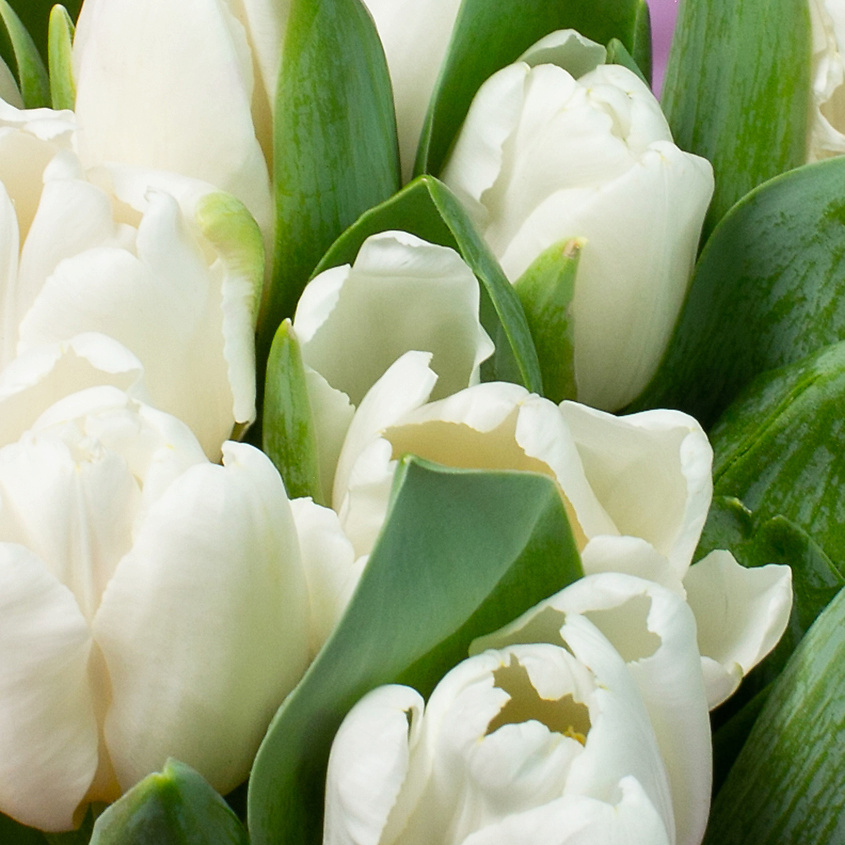 ЛЭТУАЛЬ FLOWERS Букет из белых тюльпанов 15 шт. – фото 3