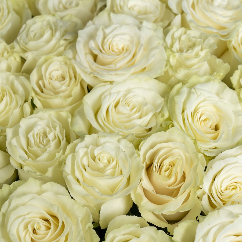 ЛЭТУАЛЬ FLOWERS Букет из высоких белых роз Эквадор 15 шт. (70 см) – фото 5