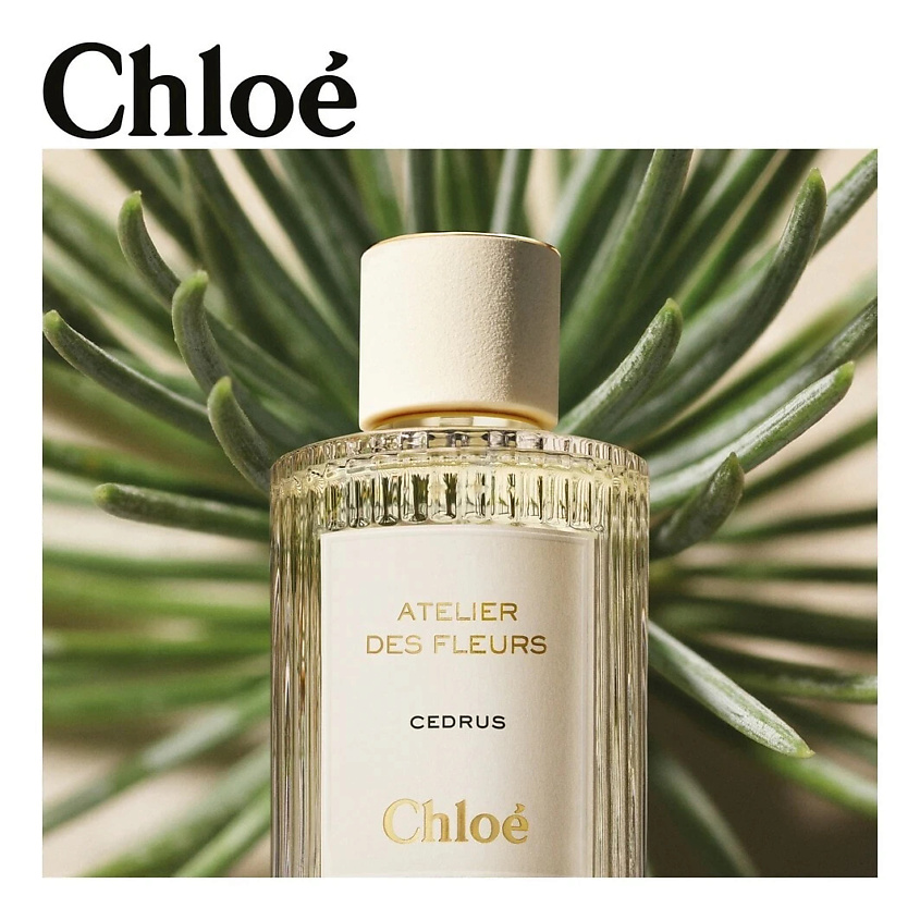CHLOE Парфюмерная вода Cedrus – фото 2