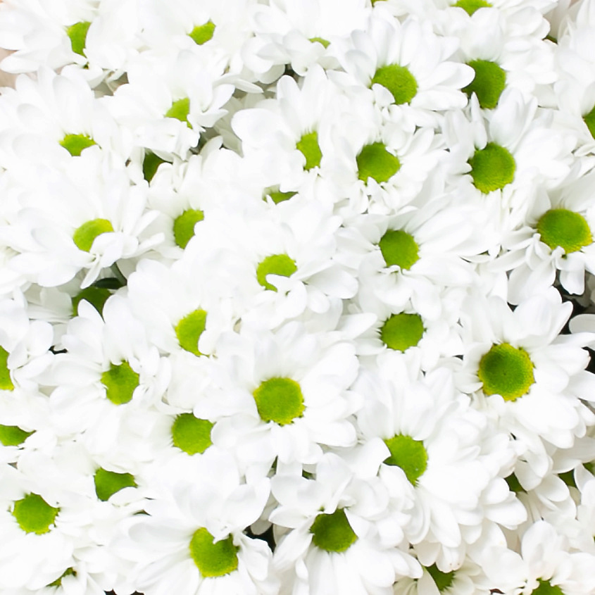 ЛЭТУАЛЬ FLOWERS Букет из кустовой хризантемы "Ромашковое поле" 15 шт. – фото 5
