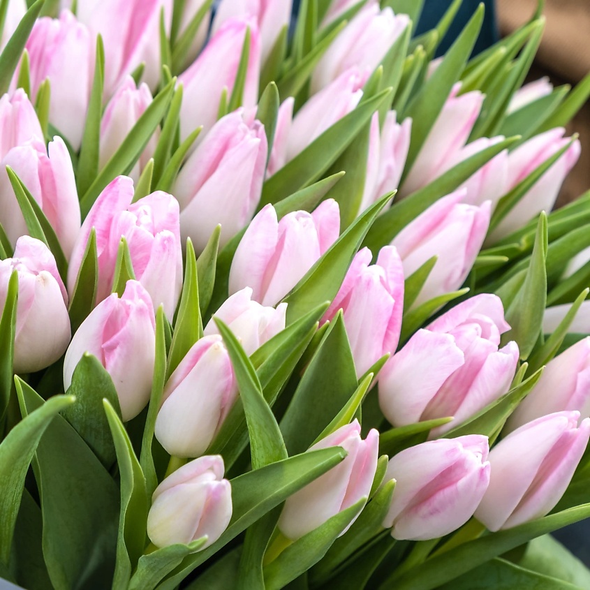 STUDIO FLORISTIC Букет из нежно-розовых тюльпанов 51 шт "Подснежники" – фото 4