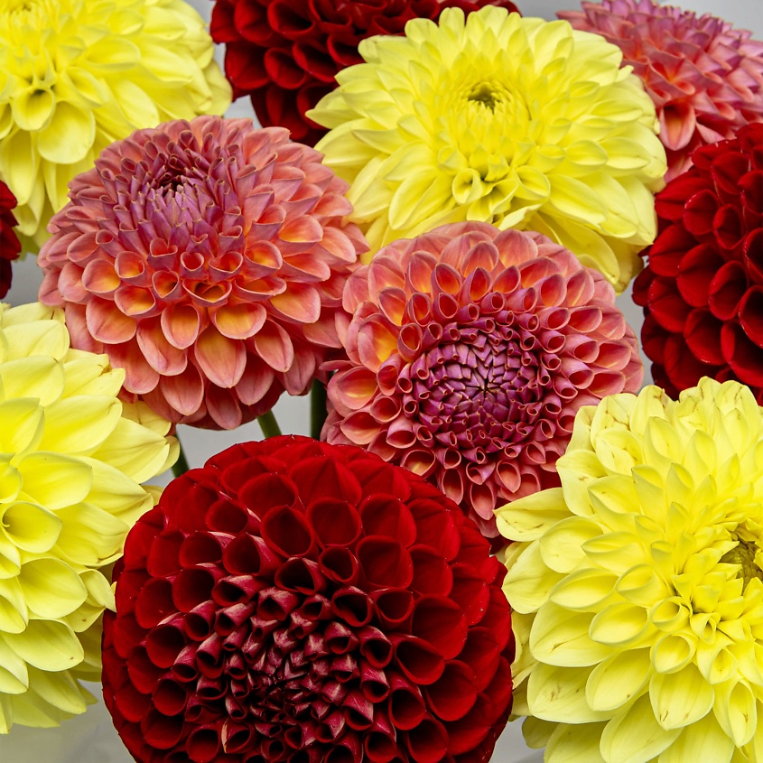 STUDIO FLORISTIC Букет из Георгин «Осенний Карнавал» – фото 5