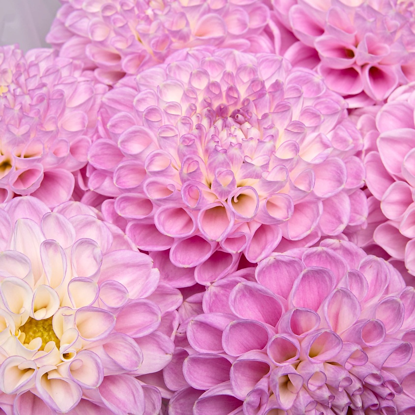 STUDIO FLORISTIC Букет из Георгин «Сладкий румянец» – фото 5
