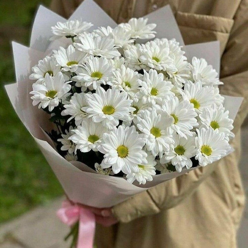 FLOWERTVER 5 ромашкообразных хризантем в упаковке – фото 1