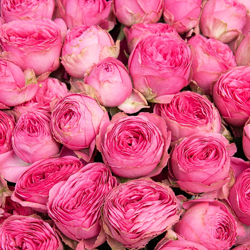STUDIO FLORISTIC Букет из Кустовых Пионовидных Роз 31 шт «Подарок Судьбы» – фото 5