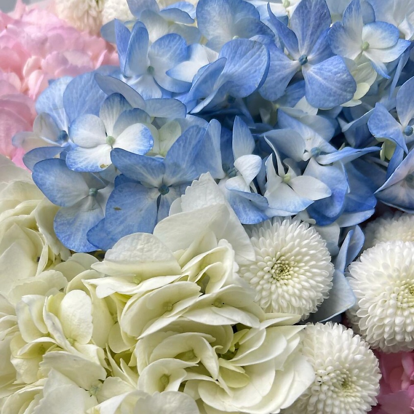 FLORES Нежные розовые и голубые гортензии с хризантемой – фото 4