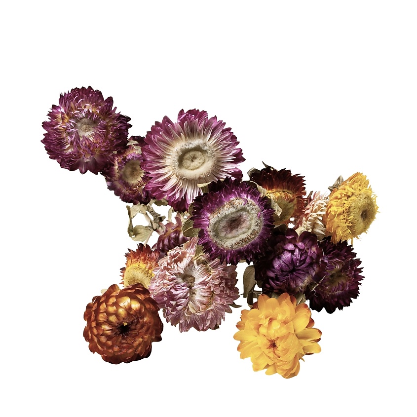 LIGHTDELIGHT Сухоцветы для декора интерьера Helichrysum 40 см – фото 2