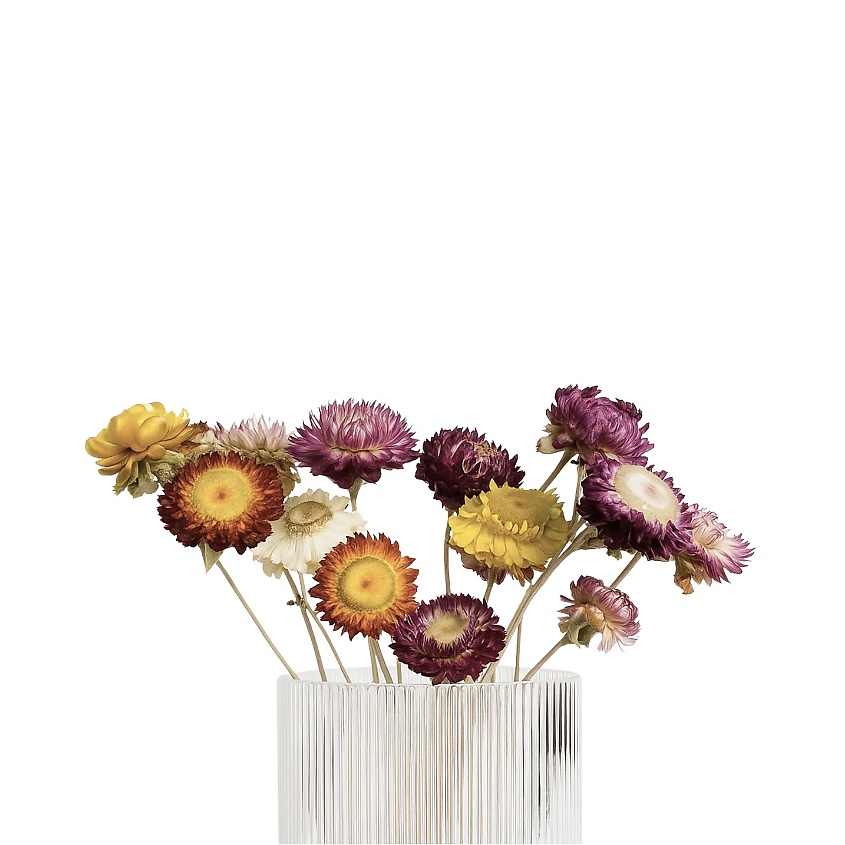 LIGHTDELIGHT Сухоцветы для декора интерьера Helichrysum 40 см – фото 1