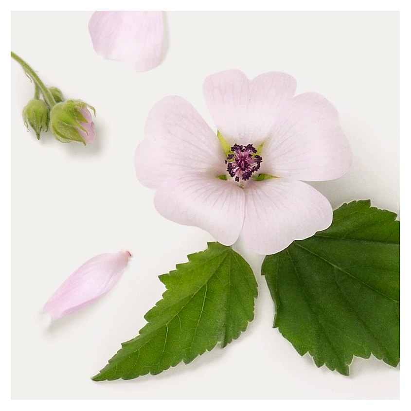 DR. HAUSCHKA  Набор для лица Dr. Hauschka: Дневной крем Rose Day Cream Light + Тонирующий флюид – фото 5