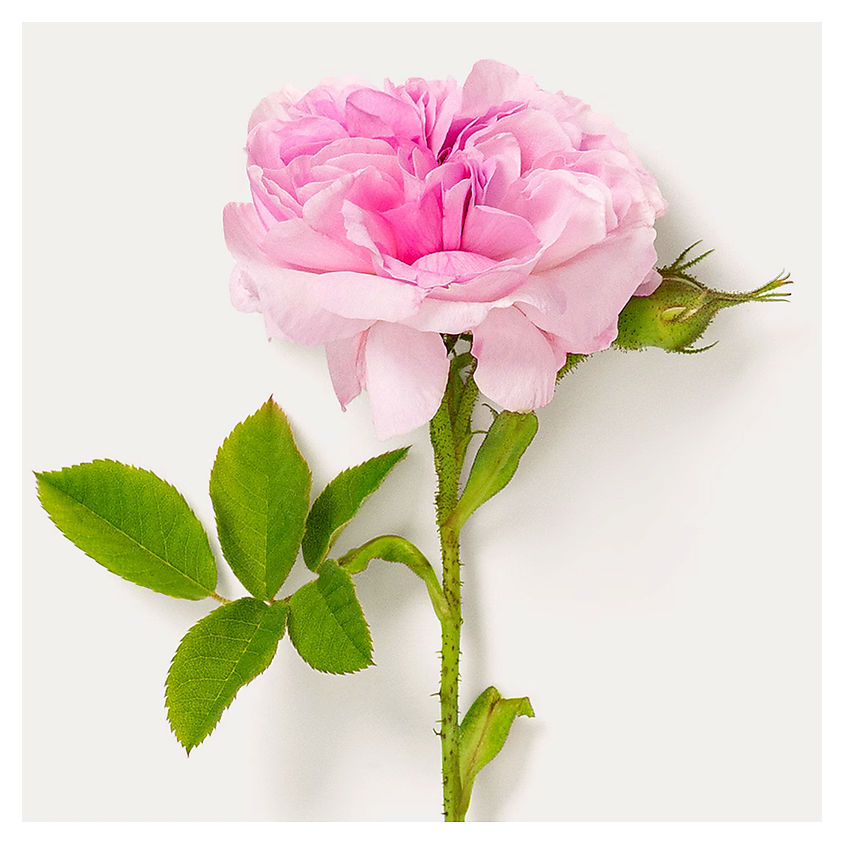 DR. HAUSCHKA  Легкий дневной крем для лица Dr. Hauschka Rose Day Cream Light – фото 2