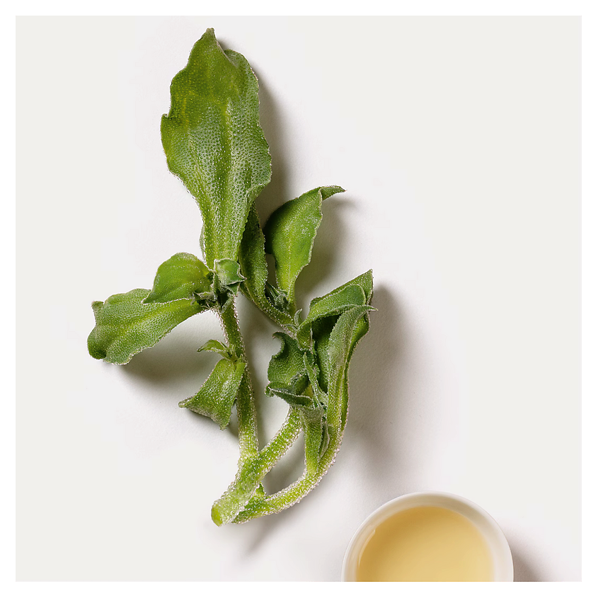 DR. HAUSCHKA  Лосьон для тела MED Ice Plant Body Care Lotion – фото 5